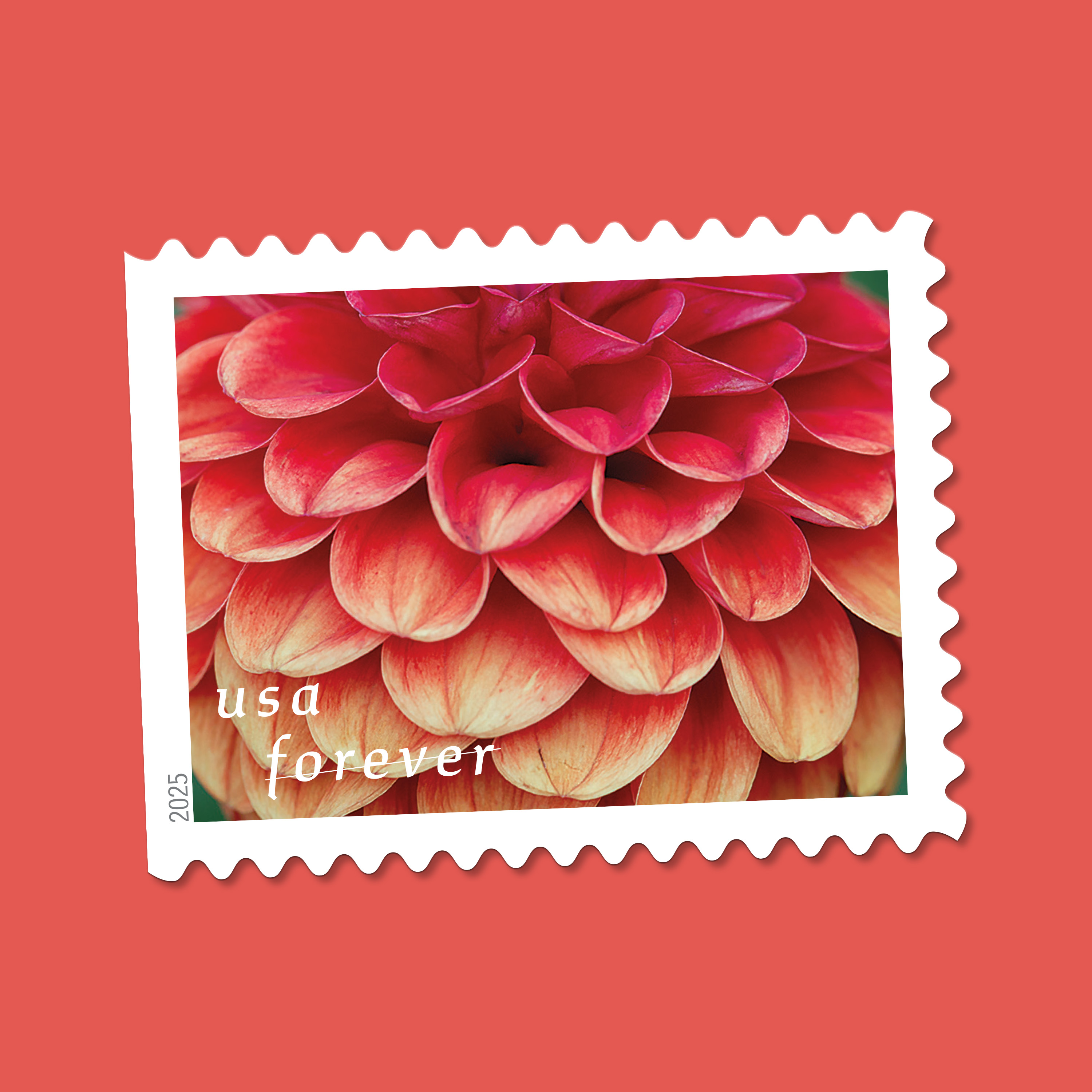 2025 Forever Stamps Dahlias Stamps