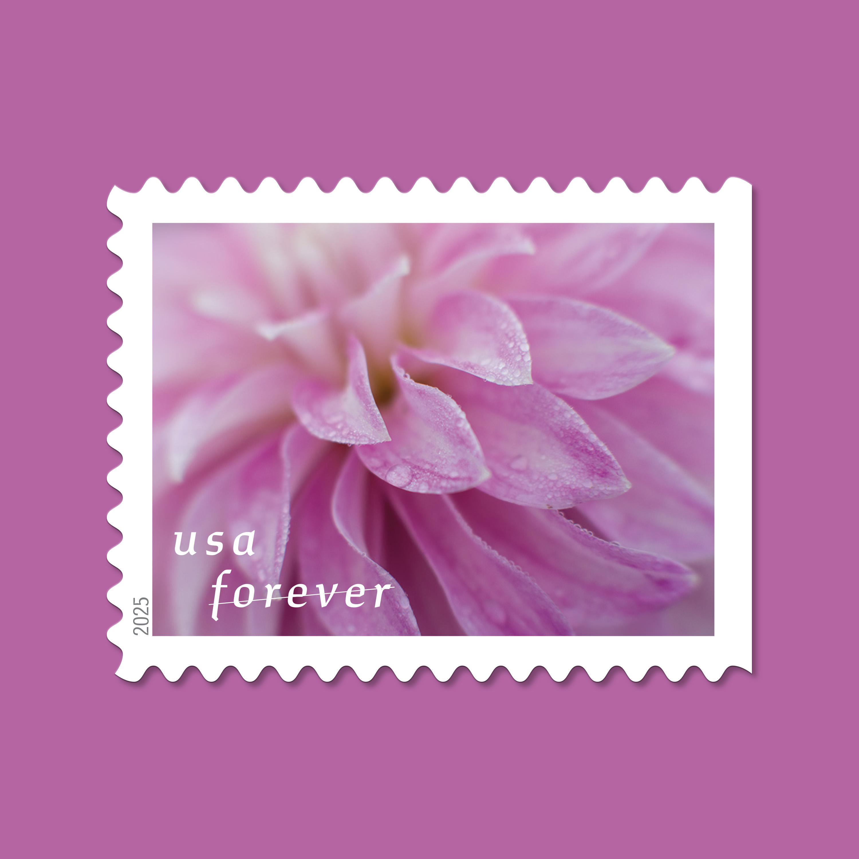 2025 Forever Stamps Dahlias Stamps