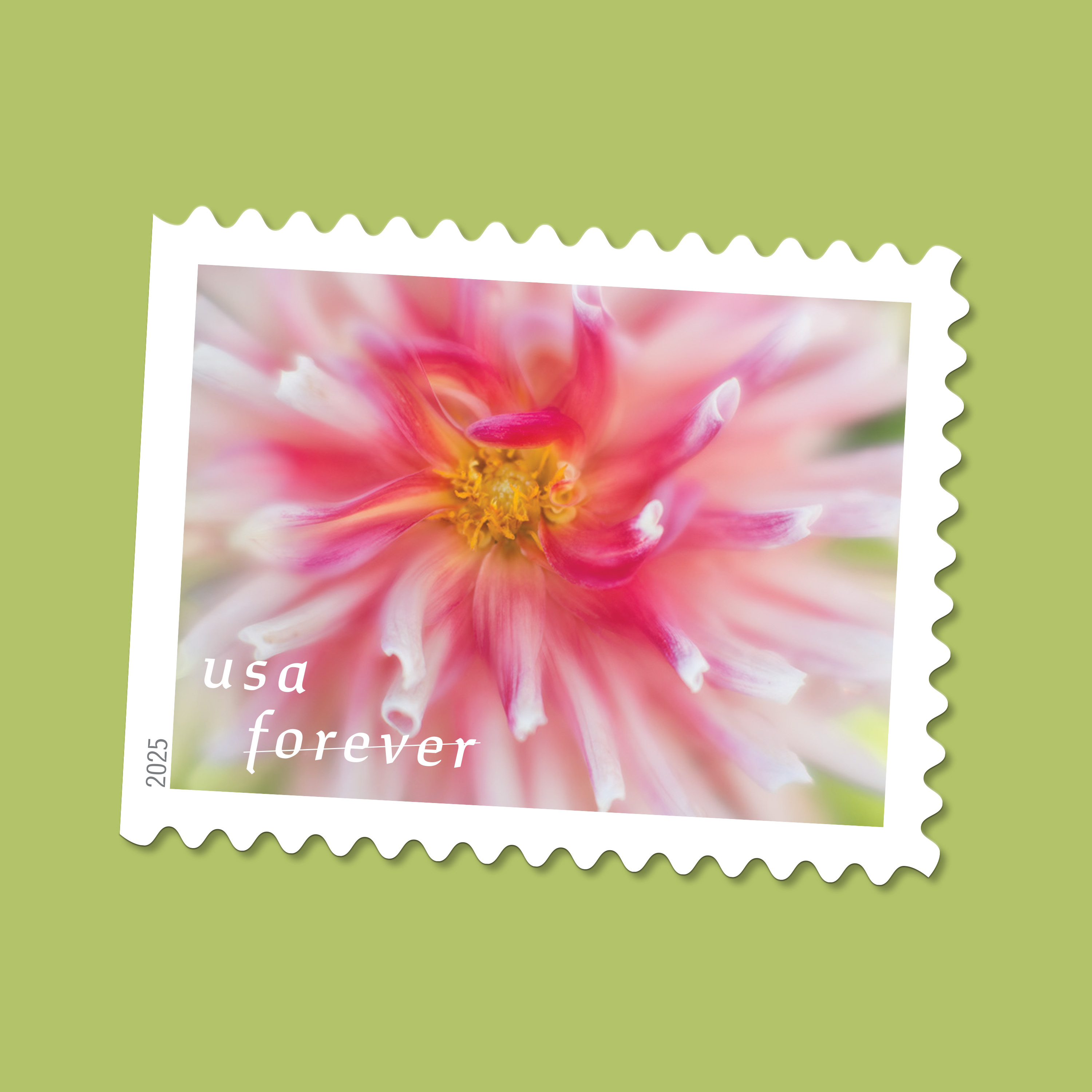 2025 Forever Stamps Dahlias Stamps