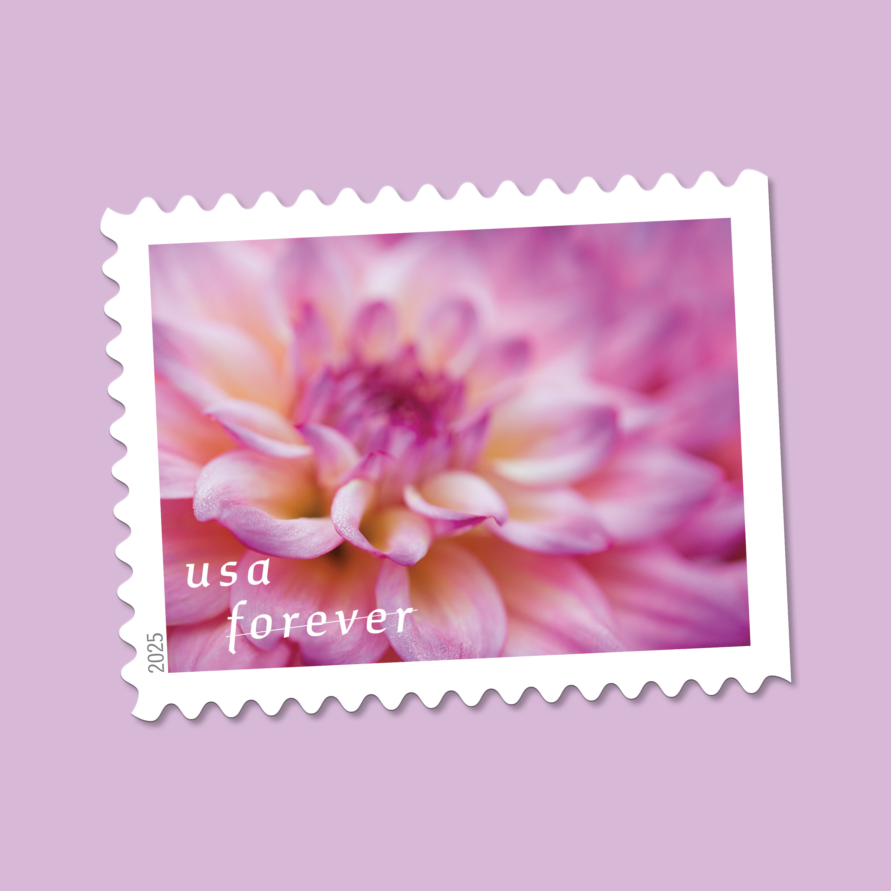 Introducing Dahlias for Spring